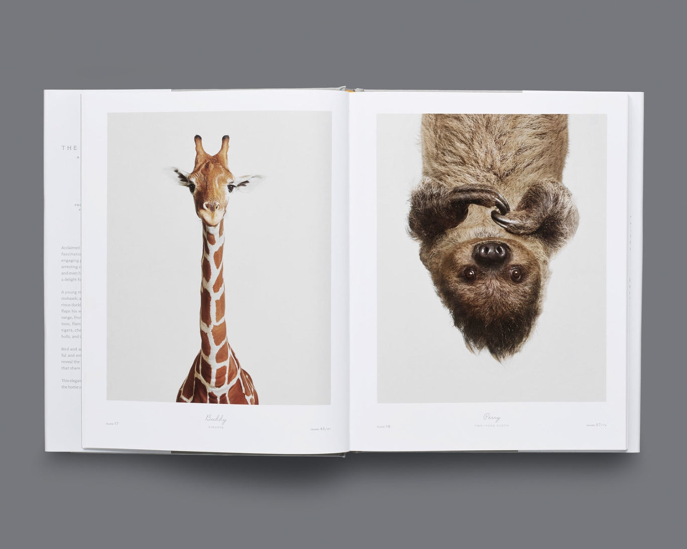 The Animal Kingdom - A Collection of Portraits - Photographs - by Randal Ford, Foreword by Dan Winters, published by Rizzoli, Hardcover Coffee Table Book, Open Page Inside - Buddy Giraffe and Perry Sloth